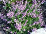 fotografija Vrtno Cvetje Heather (Calluna), lila