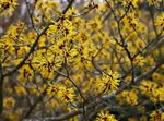 фотографија Баштенске Цветови Витцххазел (Hamamelis vernalis), жут