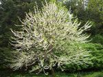 Photo Silverbell, Snowdrop tree,  characteristics
