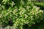 Photo les fleurs du jardin Buttonbush, Cloches De Miel, Honeyball, Bouton Saule (Cephalanthus), blanc