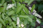 foto Flores do Jardim Waxflower (Jamesia americana), branco