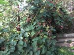 სურათი ბაღის ყვავილები Blackberry, მაყვალმა (Rubus fruticosus), თეთრი