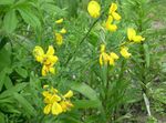 Photo les fleurs du jardin Genêt À Balai, Broomtops, Balai Commune, Balai Européen, Balai Irlandais (Sarothamnus), jaune