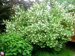 Photo les fleurs du jardin Mock Orange (Philadelphus), blanc