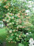 Foto Gartenblumen Geißblatt (Lonicera-brownie), rot