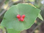 フォト 庭の花 黄色のつるスイカズラ (Lonicera prolifera), 赤