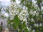 foto Flores do Jardim Amelanchier, Mespilus Nevado , branco