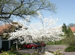 Photo les fleurs du jardin Amélanchier (Amelanchier), blanc