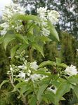снимка Градински цветове Американската Bladdernut (Staphylea), бял