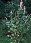Photo Sweet pepper bush, Summersweet characteristics