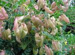 Photo les fleurs du jardin Baguenaudier (Colutea), jaune