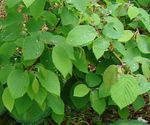 Photo bláthanna gairdín Coll Gheimhridh (Corylopsis), buí