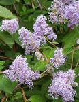 Photo bláthanna gairdín Lilac California (Ceanothus), lilac