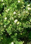 Cinquefoil, Cinquefoil Shrubby