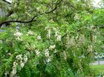 Photo les fleurs du jardin Fausse Acaciaia (Robinia-pseudoacacia), blanc