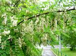 fotografie Zahradní květiny False Acaciaia (Robinia-pseudoacacia), bílá