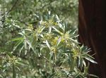 kuva Puutarhakukat Oleaster, Kirsikka Silverberry, Goumi, Hopea Buffaloberry (Elaeagnus), keltainen