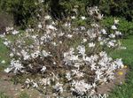 Foto Dārza Ziedi Magnolija (Magnolia), balts