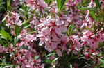 Photo Garden Flowers Almond (Amygdalus), pink