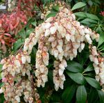Foto Flores de jardín Pieris Japonés, Andromeda, Lirio Del Valle, Arbusto Fetterbush, Andromeda Montaña, Pieris Montaña , blanco