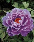 fotoğraf Bahçe Çiçekleri Ağaç Şakayık (Paeonia-suffruticosa), leylak