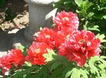 фота Садовыя Кветкі Півоня Дрэвападобны (Paeonia-suffruticosa), чырвоны