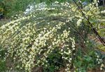 foto Tuin Bloemen Bezem (Cytisus), yellow