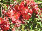 foto I fiori da giardino Mela Cotogna (Chaenomeles-japonica), rosso