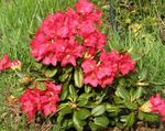 fotografie Záhradné kvety Azalky, Pinxterbloom (Rhododendron), červená