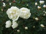 Bilde Hage blomster Rose , hvit
