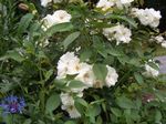 Photo Polyantha rose characteristics