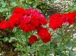 Photo Garden Flowers Polyantha rose (Rosa polyantha), red