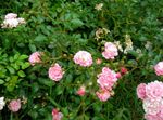 Photo Polyantha rose characteristics