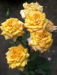 Photo Grandiflora Rose les caractéristiques