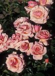 フォト 庭の花 グランディフローラのバラ (Rose grandiflora), ピンク