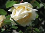 foto Tuin Bloemen Steeg Rambler, Klimroos (Rose Rambler), yellow