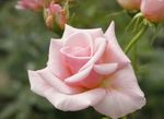 Hybrid Čajové Růže
