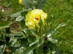 Photo les fleurs du jardin Rosier Hybride De Thé (Rosa), jaune