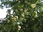foto I fiori da giardino Sorbo, Montagna Di Cenere (Sorbus aucuparia), bianco