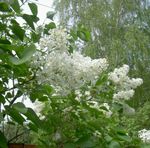 Photo Common Lilac, French Lilac characteristics