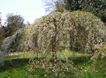 Photo bláthanna gairdín Prunus, Crann Pluma , bán