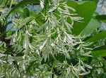 სურათი ბაღის ყვავილები Fringe ხე, მოხუცი წვერი, Grancy Graybeard (Chionanthus), თეთრი