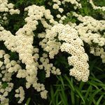 照 园林花卉 绣线菊，新娘的面纱，楂 (Spiraea), 白