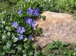 Photo Common Periwinkle, Creeping Myrtle, Flower-of-Death characteristics