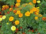 Photo bláthanna gairdín Buí (Tagetes), oráiste