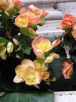 Photo Garden Flowers Wax Begonias (Begonia semperflorens cultorum), yellow