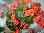 fénykép Kerti Virágok Viasz Begónia (Begonia semperflorens cultorum), narancs