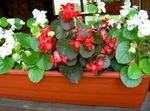 フォト 庭の花 ワックスベゴニア (Begonia semperflorens cultorum), 赤