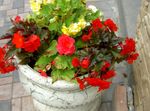 foto Tuin Bloemen Wax Begonia, Knolbegonia (Begonia tuberhybrida), rood