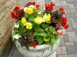 Fil Trädgårdsblommor Vax Begonia, Tuberös Begonia (Begonia tuberhybrida), gul